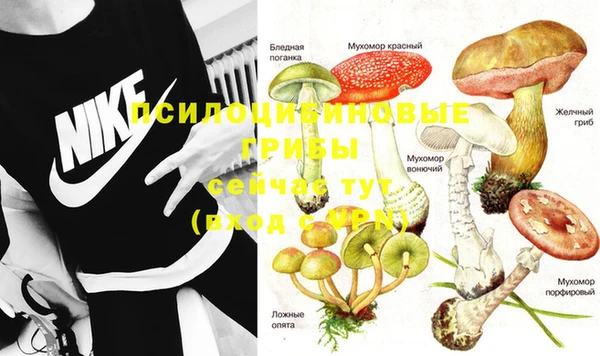 прущие грибы Бронницы